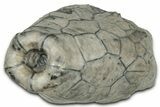 Fossil Crinoid (Eucalyptocrinus) Calyx - Indiana #325955-1